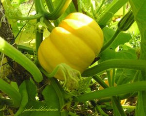 Récolter les potirons