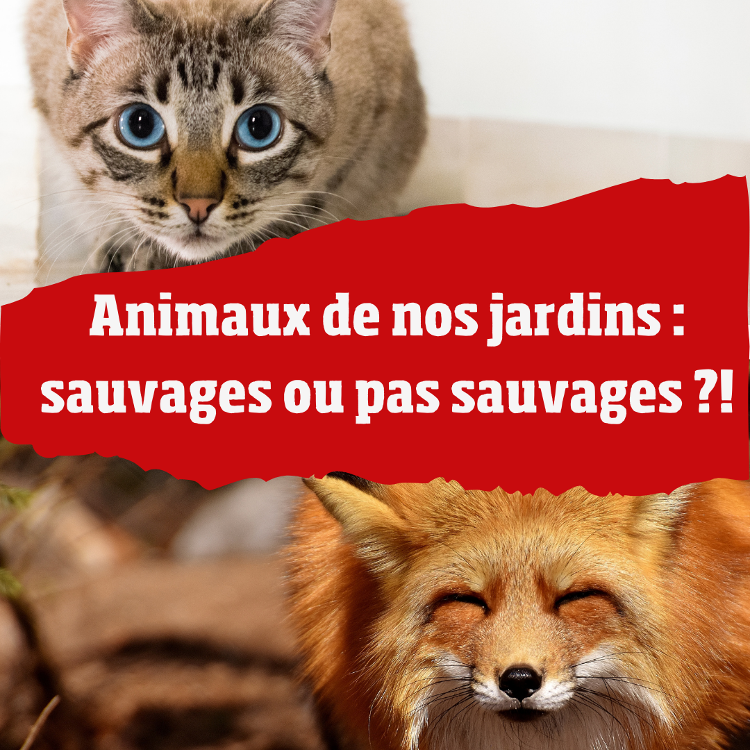 Opération Hérisson - Février 2022